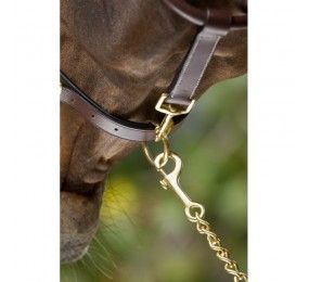 HFI Halter Grooming