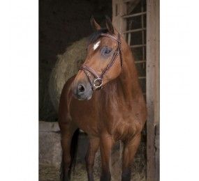Norton equestrian Tablier En Plomb Imperméable Noir