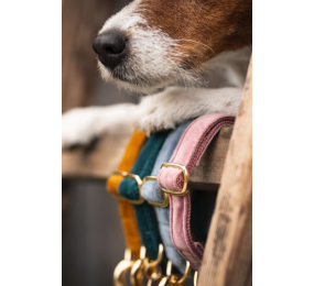 KENTUCKY Dog Collar Velvet