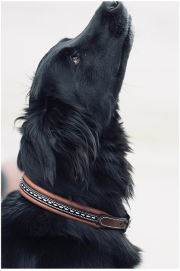PENELOPE Dog Collar Point Sellier